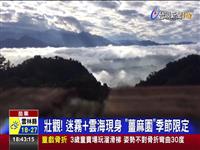 壯觀! 迷霧+雲海現身 薑麻園季節限定 邊看雲海.邊用生薑蒸氣泡腳 暖身又療癒